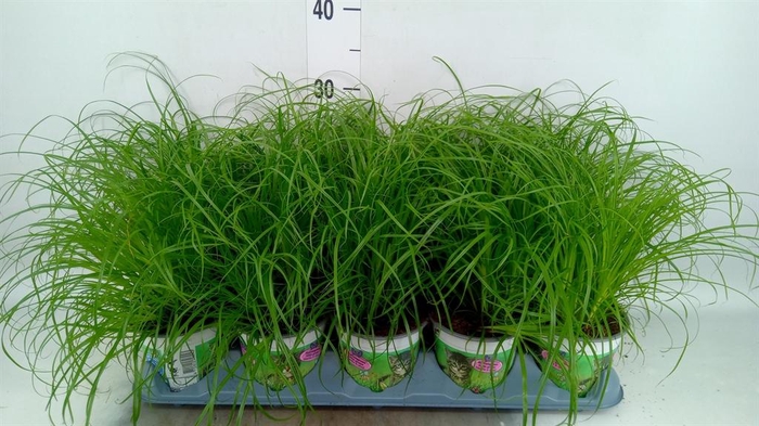 <h4>Cyperus alternifolius 'Zumula'</h4>