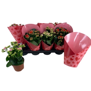 Kalanchoe blossfeldiana gevuld gemengd