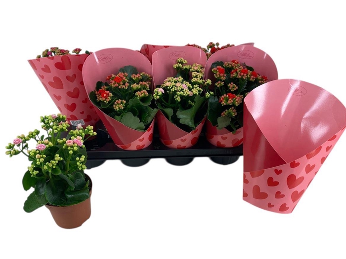 <h4>Kalanchoe blossfeldiana gevuld gemengd</h4>