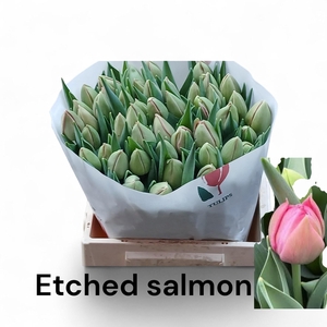TU DU ETCHED SALMON