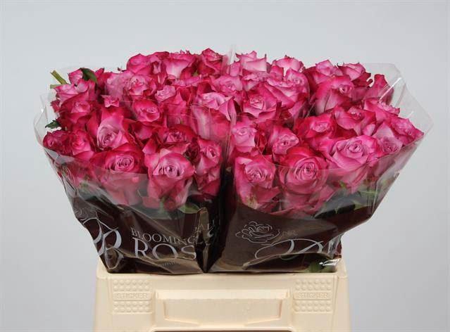 <h4>Rs Deep Purple</h4>