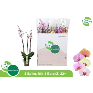 PHAL GEM 5 KL