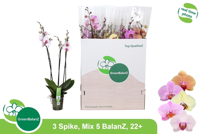 <h4>PHAL GEM 5 KL</h4>