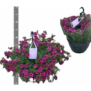 CALIB CA GD NIGH KIS