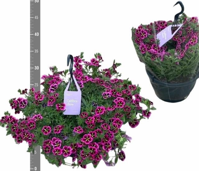 <h4>CALIB CA GD NIGH KIS</h4>