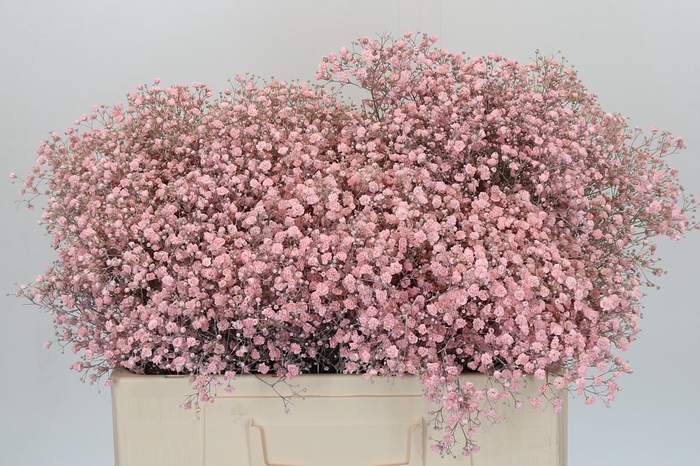 <h4>Gyps Kleurbehandeld Rose Licht</h4>