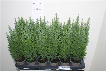 <h4>Cham L Ellwoodii</h4>