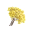 Immortelle Yellow Preserved
