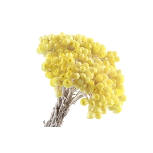 Immortelle Yellow Preserved