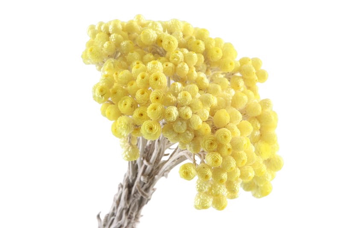 Immortelle Yellow Preserved