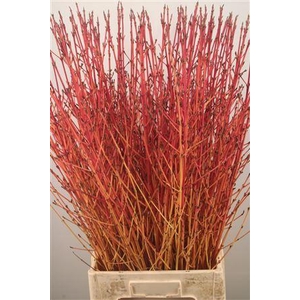 Cornus Sa Winter Bea