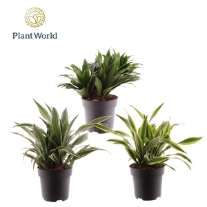 Dracaena Fragrans Gemengd