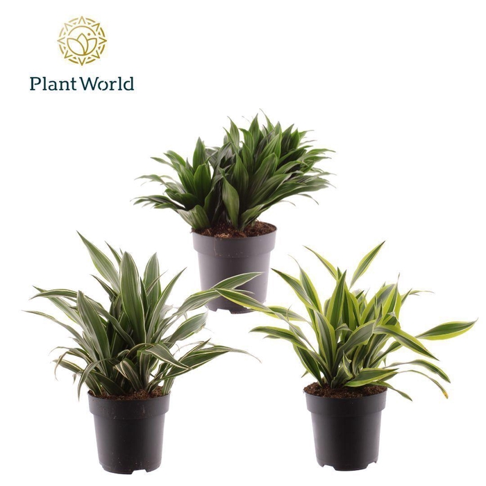 <h4>Dracaena Fragrans Gemengd</h4>