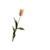 Tulipa French Parrot Flame