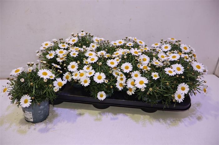 <h4>Arg La Rita White</h4>