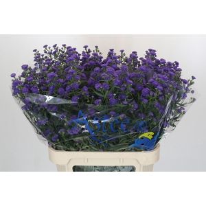 Aster Baby Parade