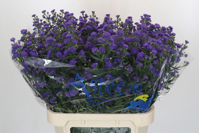 <h4>Aster Baby Parade</h4>