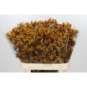 Anigozanthos Anith Kangaroo