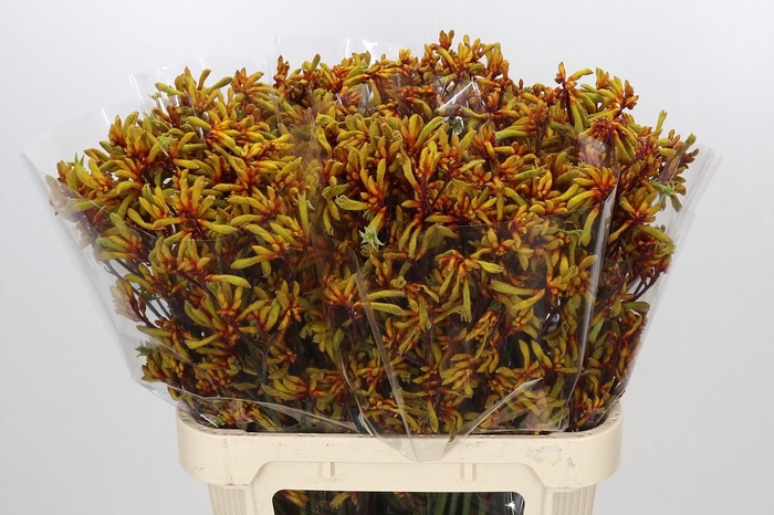 <h4>Anigozanthos Anith Kangaroo</h4>