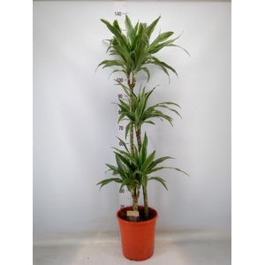Dracaena fr de 'Warneckei'