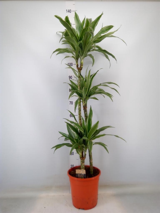 <h4>Dracaena fr de 'Warneckei'</h4>