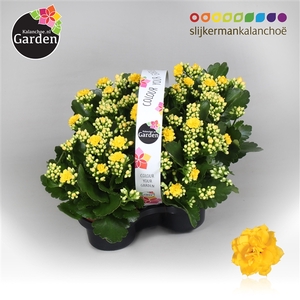 Garden Kalanchoe - Yellow 4-pack