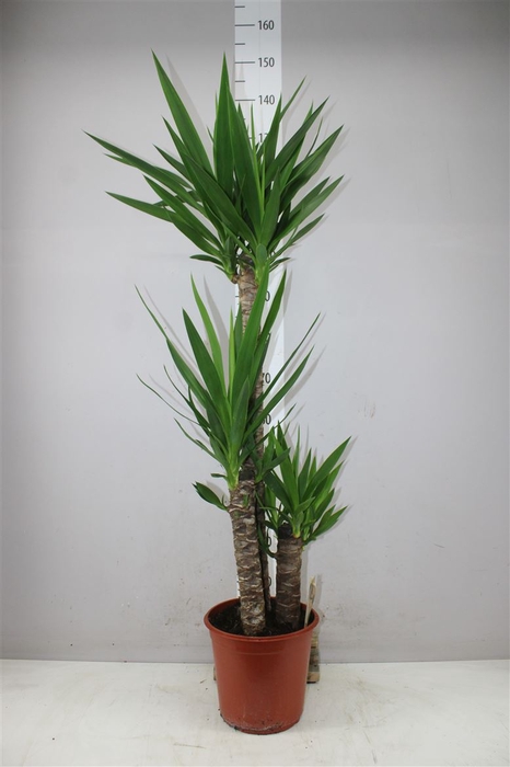 <h4>Yucca 90-45-20 2+</h4>