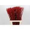 Salix Caprea Snow Flake P. Red