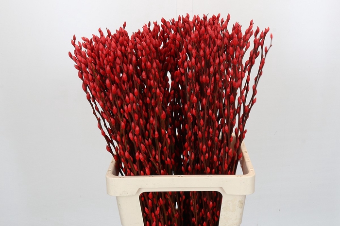 <h4>Salix Caprea Snow Flake P. Red</h4>