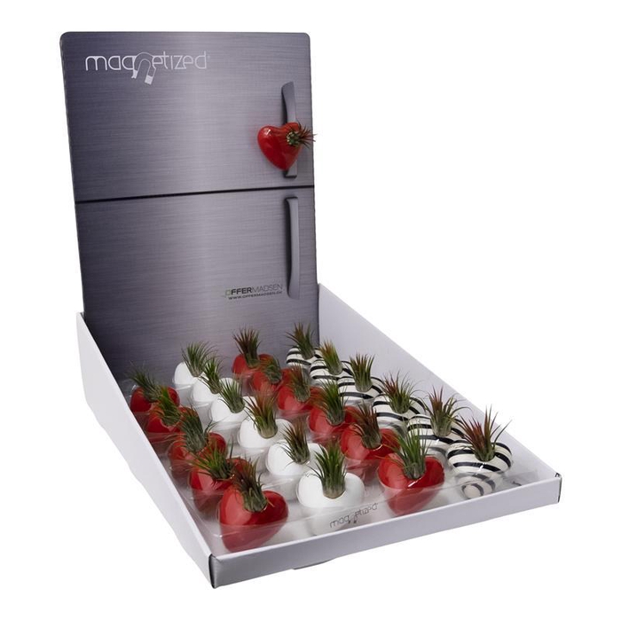 <h4>TILLANDSIA IONANTHA</h4>