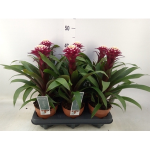 Guzmania  'Francesca'