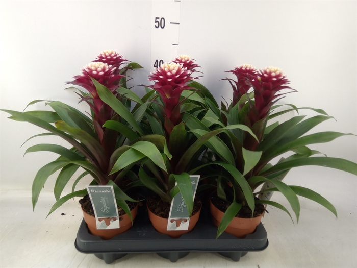 <h4>Guzmania  'Francesca'</h4>