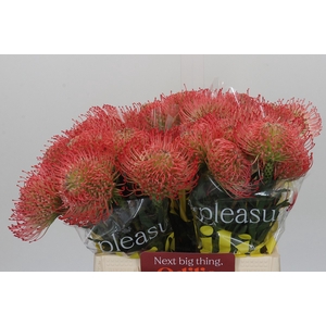 Nutans Ayoba Pink