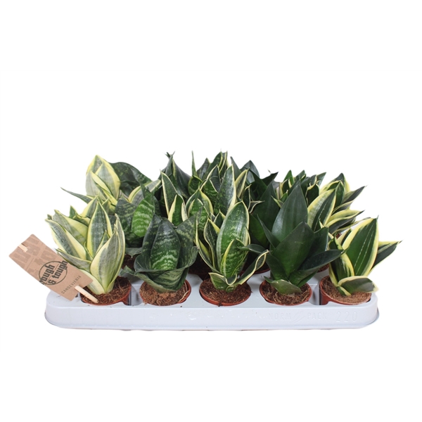 <h4>Sansevieria Hahnii Mix</h4>