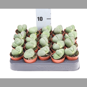 Lithops spp.