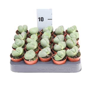 Lithops spp.