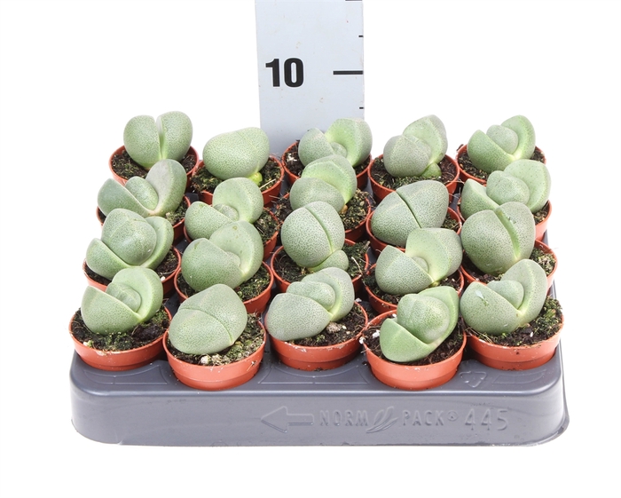 <h4>Lithops spp.</h4>
