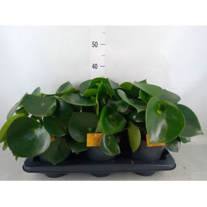Peperomia polybotrya 'Raindrop'