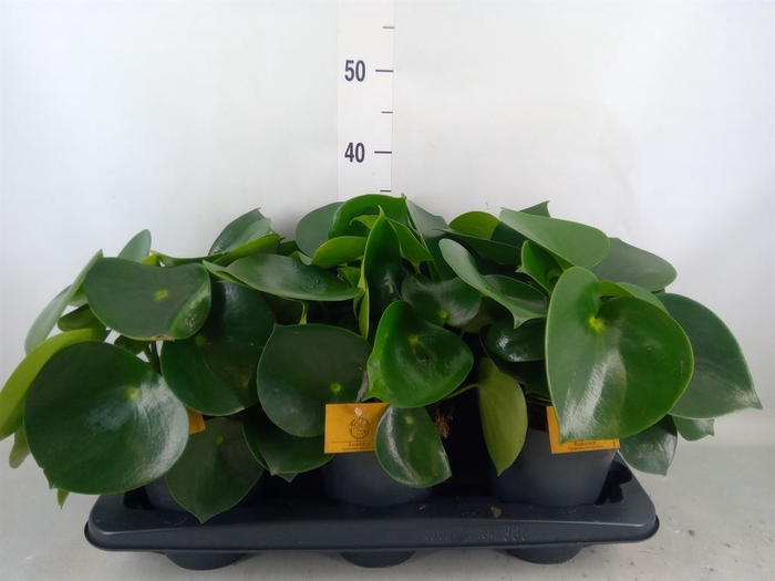 <h4>Peperomia polybotrya 'Raindrop'</h4>