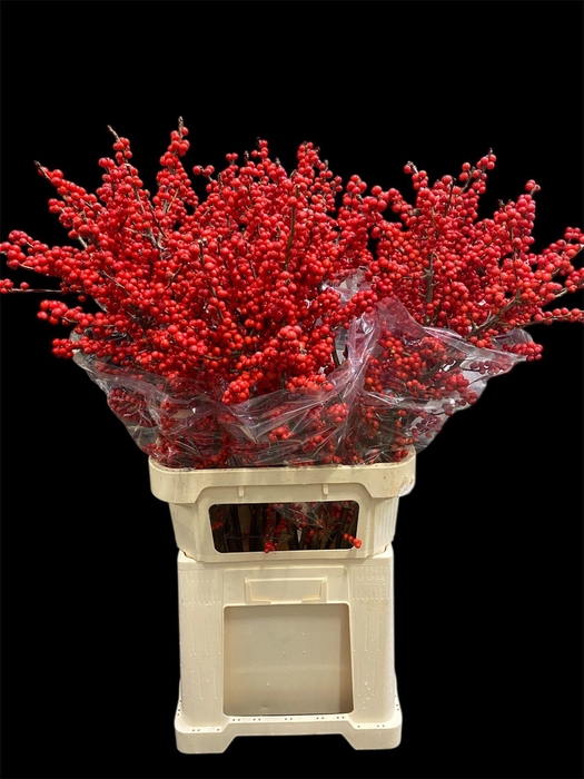 <h4>ILEX VE RODE BES</h4>