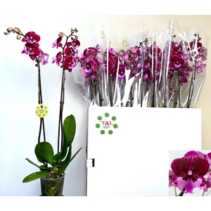 PHAL OV