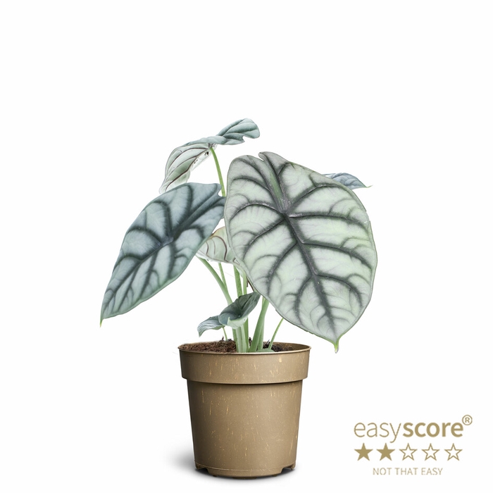 ALOCASIA NEBULA P11 SILVER DRAGON
