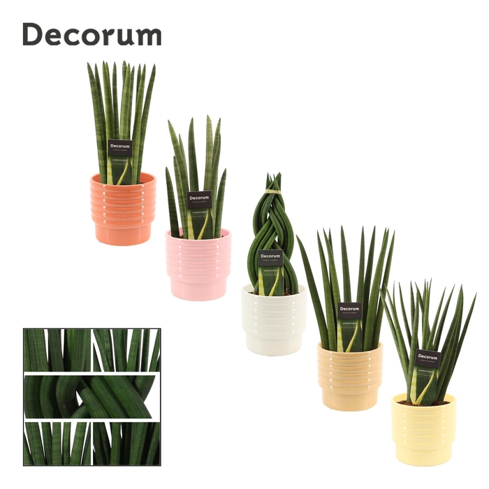 <h4>Sansevieria Cylindrica 12 cm Mix in Naemi (Sympathetic moods-col</h4>