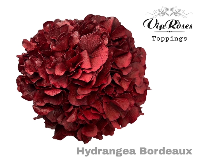 <h4>HYDR M BORDEAUX 60cm</h4>