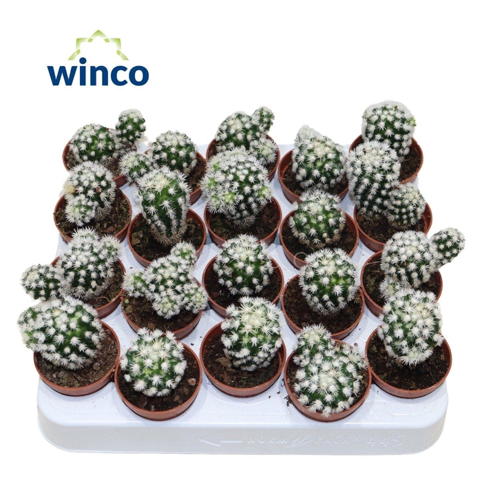 <h4>Mammillaria Gracilis (Snowcap)</h4>