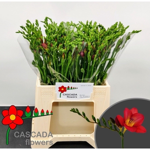 Freesia enk Light Blue