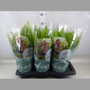 Nephrolepis exal. 'Green Lady'
