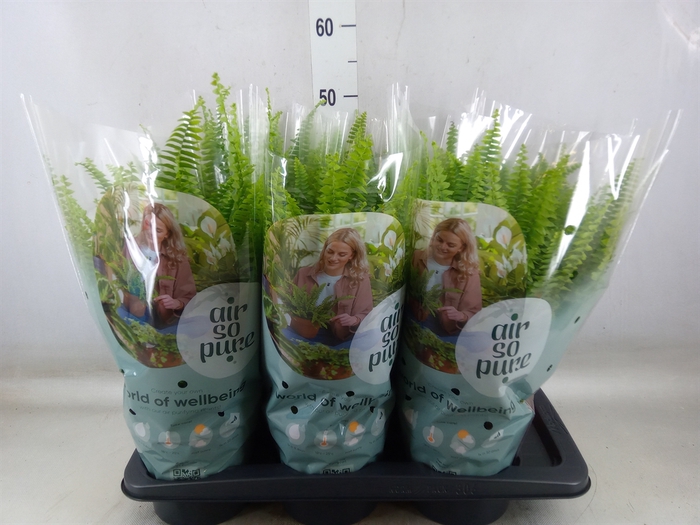 <h4>Nephrolepis exal. 'Green Lady'</h4>
