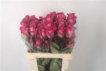<h4>R Gr Ec Purple Cezanne</h4>