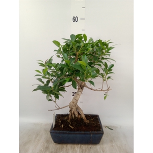 Bonsai   ...mix